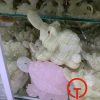 Tượng cóc ngậm tiền bằng đá