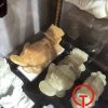 Tượng thiềm thừ kéo bắp cải